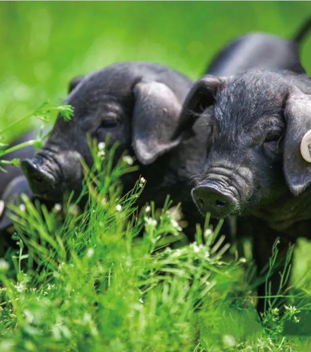 1742797682951813.jpg 5e3d6399bf47ed04b79a436a7bbc77d7.jpg